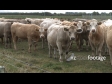 Cows 6 1640